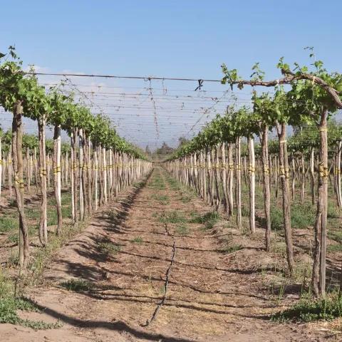 Vinograd.