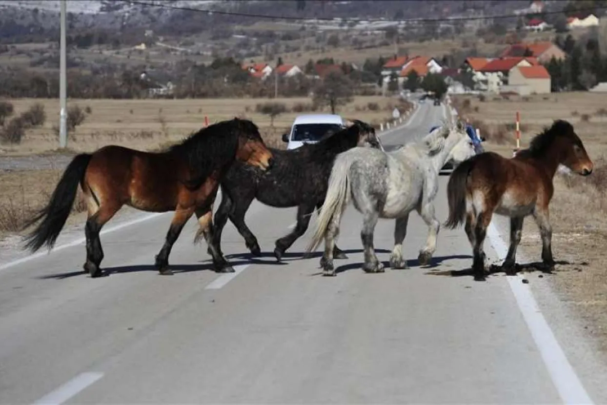 Divlji konji - Livno