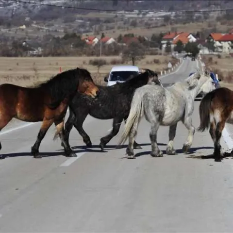 Divlji konji - Livno