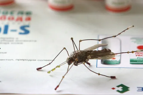 Beograd, 05. septembra 2012 - Proizvodna linija firme "Zavon" za proizvodnju farmaceutskih preparata u saradnji sa Zavodom za biocide i medicinsku ekologiju, Frakciol (losion i stik) protiv komaraca, krpelja, obada i ostalih Hematofagih insekata, na prezentaciji pored figure komarca. Zavod za biocide i medicinsku ekologiju odrao je konferenciju za novinare povodom detekcije virusa Zapadnog Nila u populaciji komaraca na teritoriji Beograda. Na konferenciji su govorili clanovi Komisije za nadzor i kontrolu suzbijanja komaraca dr Milutin Đordevic i dr Novica Stajkovic, epidemiolog i clan te komisije dr Sneana Radivojevic, direktorka Zavoda za biocide i medicinsku ekologiju dr Dragana Despot i dr Milenko eklar sa Veterinarsko specijalistickog instituta u Kraljevu. FOTO TANJUG/SAVA RADOVANOVIC/sr np