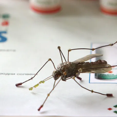Beograd, 05. septembra 2012 - Proizvodna linija firme "Zavon" za proizvodnju farmaceutskih preparata u saradnji sa Zavodom za biocide i medicinsku ekologiju, Frakciol (losion i stik) protiv komaraca, krpelja, obada i ostalih Hematofagih insekata, na prezentaciji pored figure komarca. Zavod za biocide i medicinsku ekologiju odrao je konferenciju za novinare povodom detekcije virusa Zapadnog Nila u populaciji komaraca na teritoriji Beograda. Na konferenciji su govorili clanovi Komisije za nadzor i kontrolu suzbijanja komaraca dr Milutin Đordevic i dr Novica Stajkovic, epidemiolog i clan te komisije dr Sneana Radivojevic, direktorka Zavoda za biocide i medicinsku ekologiju dr Dragana Despot i dr Milenko eklar sa Veterinarsko specijalistickog instituta u Kraljevu. FOTO TANJUG/SAVA RADOVANOVIC/sr np